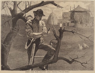 Spring Farm Work - التطعيم ، تم نشره عام 1870. بواسطة وينسلو هومر