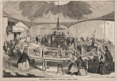 حدائق أكواريالاري ، شارع برومفيلد ، بوسطن ، 1859. بواسطة وينسلو هومر