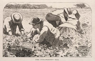سرير الفراولة ، 1868. بواسطة وينسلو هومر