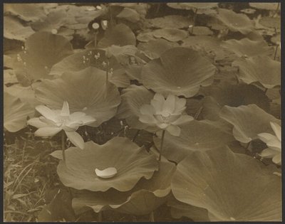 [لوتس]. بواسطة ياسو كونيوشي