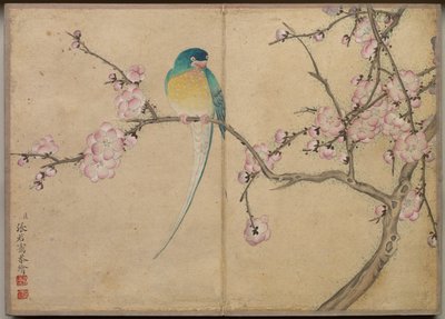 ألبوم مكتب: لوحات الزهور والطيور الطيور بأزهار البرقوق ، القرن الثامن عشر. بواسطة Zhang Ruoai