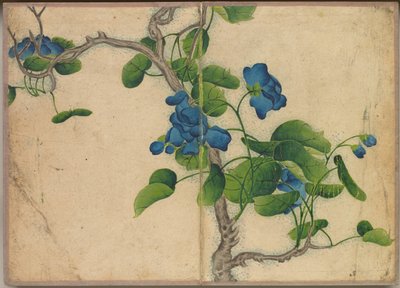 ألبوم المكتب: لوحات الزهور والطيور التي تتسلق الزهور الزرقاء ، القرن الثامن عشر. بواسطة Zhang Ruoai