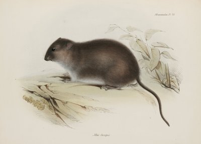 Bush or brown-footed rat, Australia, c 1832-1836 بواسطة ريتشارد (بعد) داد
