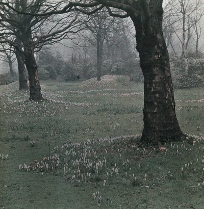 "Crocus" بواسطة فريدريك (المرتبط ب) بارنارد