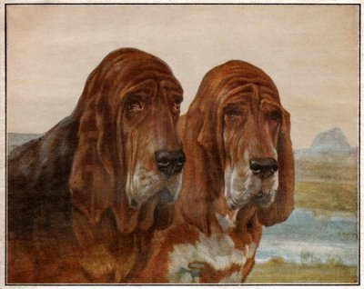 كلاب سانت هوبير أو كلب الصيد. 1925 (رسم توضيحي) بواسطة . .