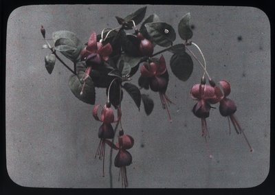 "Fucshia" بواسطة فريدريك (المرتبط ب) بارنارد