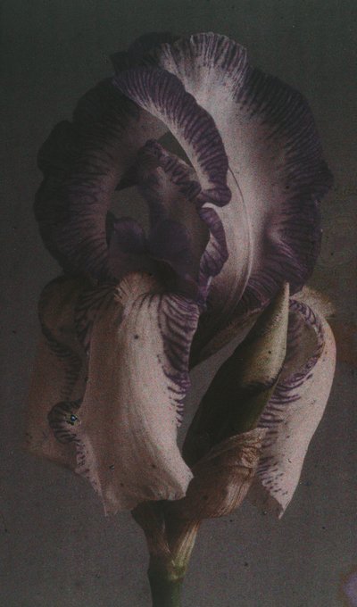 "Iris germanique" (Iris germanica) بواسطة فريدريك (المرتبط ب) بارنارد