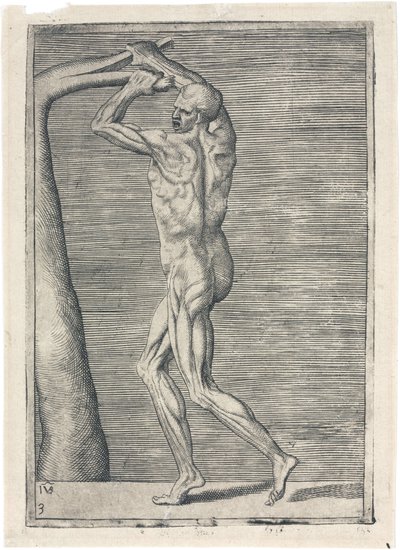 Muscles Anatomical study of male musculature; man breaking a branch, c 1555 بواسطة فريدريك (المرتبط ب) بارنارد