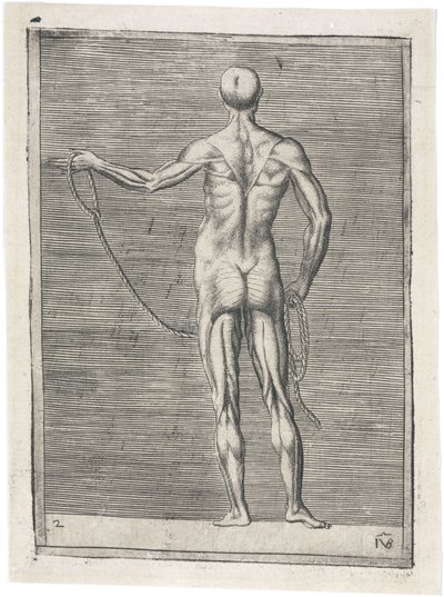 Muscles Anatomical study of male musculature; man holding a rope, c 1555 بواسطة فريدريك (المرتبط ب) بارنارد