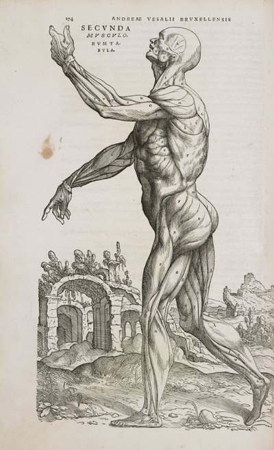 Muscles Side view of the superficial muscles of the male human body بواسطة فريدريك (المرتبط ب) بارنارد