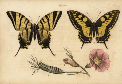 الذيل بشق العالم القديم ، Papillo machaon 1،2،3 وذيل بشق نادر ، Iphiclides podalirius 4 بواسطة ريتشارد (بعد) داد