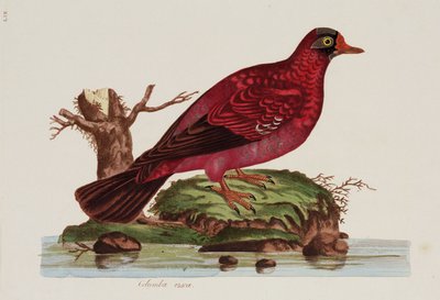 Red dove بواسطة ريتشارد (بعد) داد