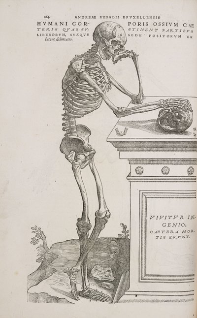 Skeletons A human articulated skeleton seen from the side بواسطة فريدريك (المرتبط ب) بارنارد