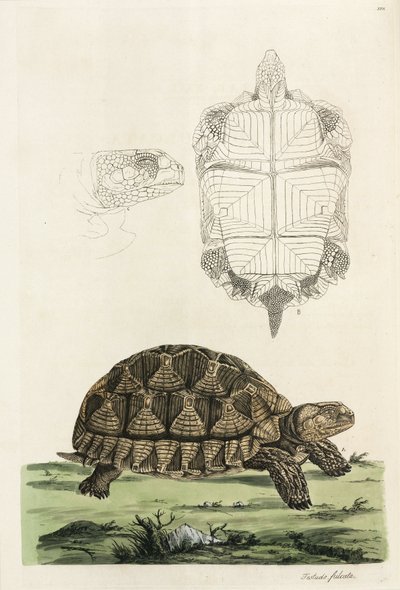 Spurred tortoise بواسطة ريتشارد (بعد) داد