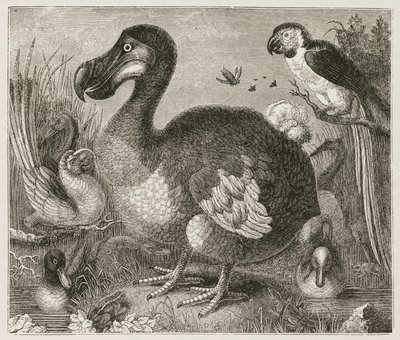 The Dodo بواسطة فرديناند جورج والدمولر