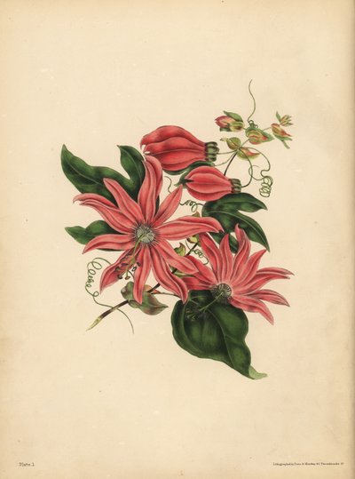 The racemose Passionflower, Passiflora racemosa, Religious superstition بواسطة ريتشارد (بعد) داد