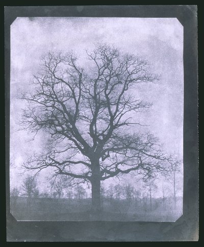 Tree in winter, mid 19th century بواسطة فريدريك (المرتبط ب) بارنارد