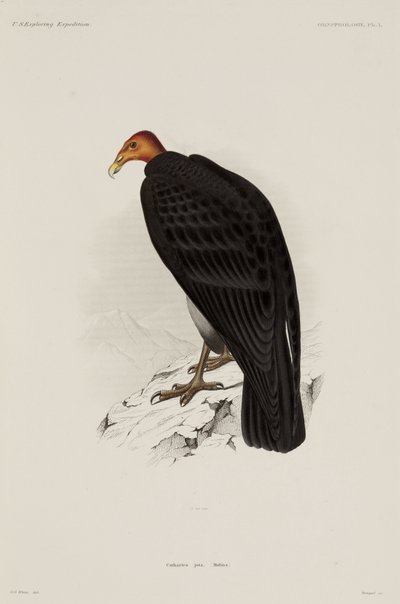 Turkey vulture, Chile بواسطة ريتشارد (بعد) داد