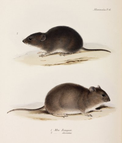 Two types of mouse, c 1832-1836 بواسطة ريتشارد (بعد) داد