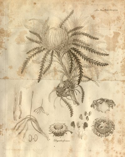 هذه هي اللوحة 3 من المجلد 10 من معاملات جمعية Linnean في لندن ، المنشورة في عام 1811. المصنع الموضح هو Dryandra formosa (الآن Banksia formosa) بواسطة مختلف