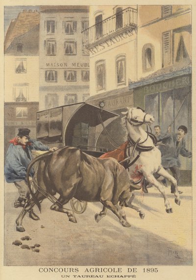 المعرض الزراعي لعام 1895. ثور هارب بواسطة بعد أوزوالدو توفاني