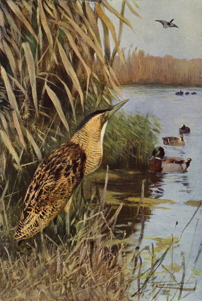 Bittern بواسطة after Wilhelm Kuhnert