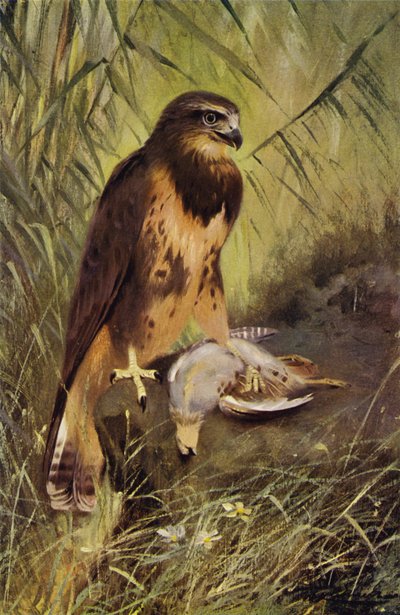 صقر بواسطة after Wilhelm Kuhnert