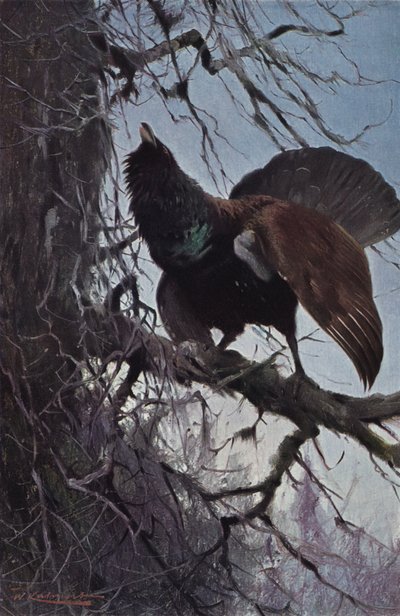 Capercaillie بواسطة after Wilhelm Kuhnert