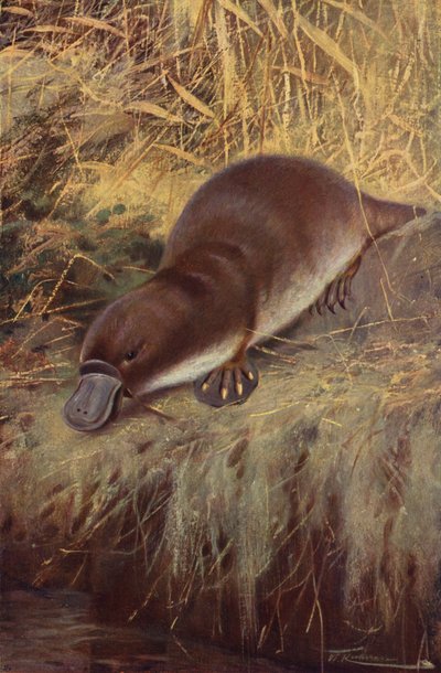 منقار البط بواسطة بعد فيلهلم كونرت