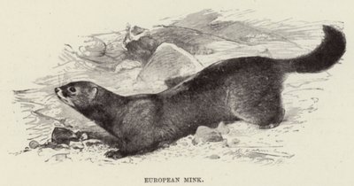 المنك الأوروبي بواسطة بعد فيلهلم كونرت