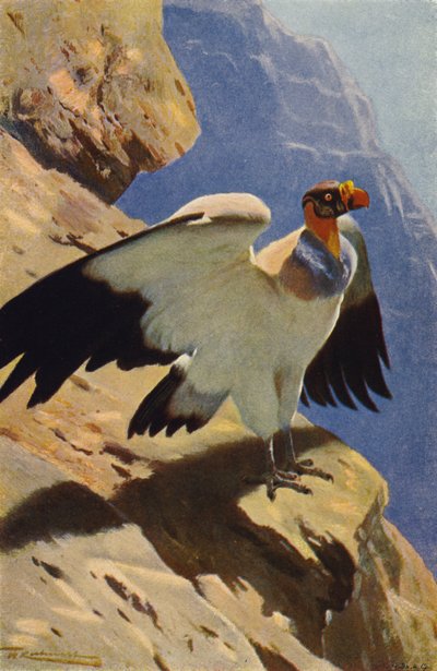 الملك نسر بواسطة after Wilhelm Kuhnert