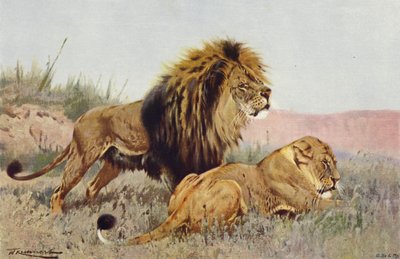 أسد و لبؤة بواسطة after Wilhelm Kuhnert