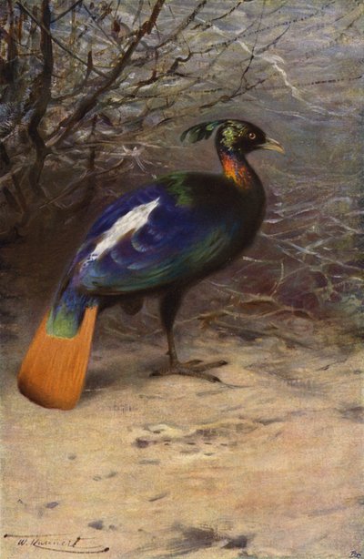 منال بواسطة after Wilhelm Kuhnert