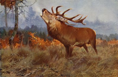 غزال أحمر بواسطة after Wilhelm Kuhnert