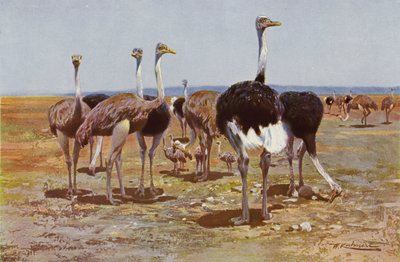 النعام الصومالي بواسطة after Wilhelm Kuhnert