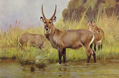 Waterbuck بواسطة بعد فيلهلم كونرت
