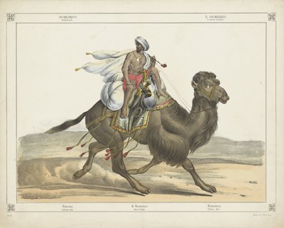 Dromedarus، / Arabisch post (العنوان على الكائن) بواسطة شركة جوزيف شولز