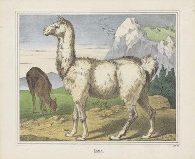 لاما (العنوان على الكائن) بواسطة شركة جوزيف شولز