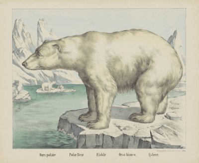 الدب القطبي / الدب القطبي / Eisbär / Orso bianco. / إجسبير (العنوان على الكائن) بواسطة شركة جوزيف شولز