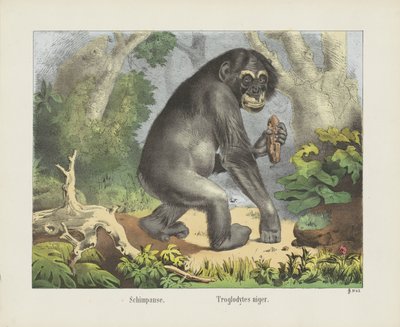 شيمبانسي. / Troglodytes niger (العنوان على الكائن) بواسطة شركة جوزيف شولز