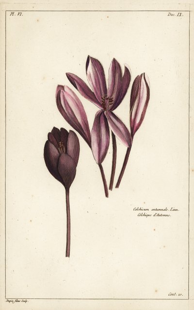 Autumn crocus, meadow saffron or naked ladies, Colchicum autumnale, Linn بواسطة الأصغر سنا