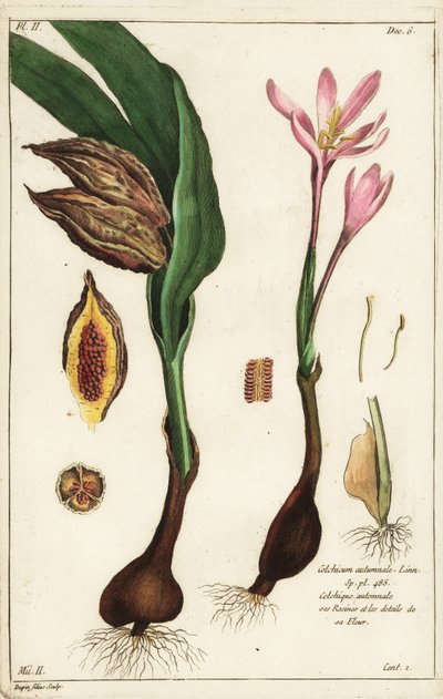 زعفران الخريف ، مرج الزعفران أو السيدات العاريات ، Colchicum autumnale ، Linn بواسطة الأصغر سنا