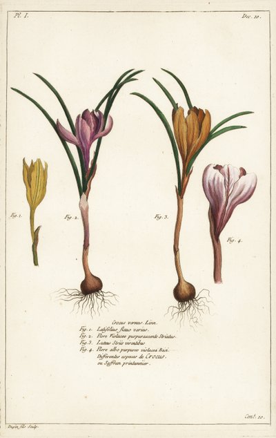 أنواع مختلفة من زعفران الربيع ، Crocus vernus ، Linn بواسطة الأصغر سنا