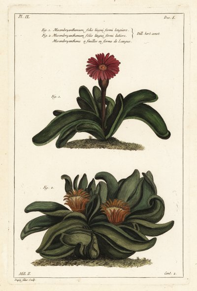نبات Elkhorn ، Rhombophyllum dolabriforme (نبات القطيفة ذو الأوراق ذات الأوراق ، Mesembryanthemum dolabriforme) بواسطة الأصغر سنا