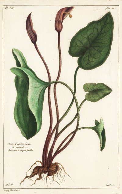 الطربوش الراهب أو لاروس ، Arisarum vulgare بواسطة الأصغر سنا