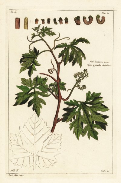 Leaves and budding grapes on a grape vine, Vitis vinifera بواسطة الأصغر سنا