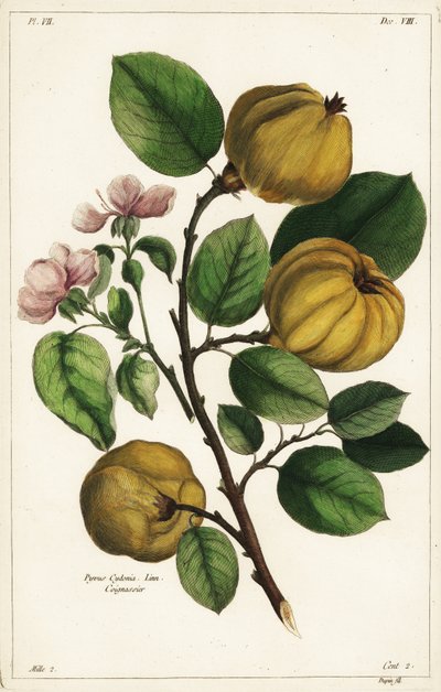 شجرة السفرجل والفاكهة ، Cydonia oblonga Pyrus cydonia ، Linn بواسطة الأصغر سنا