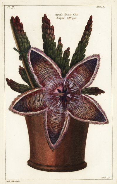 زهرة نجم البحر أو نبات الجيف ، Stapelia hirsuta Linn بواسطة الأصغر سنا