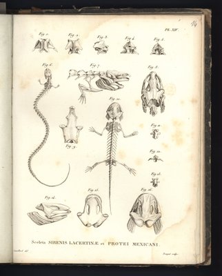 الهياكل العظمية Lacertinae الحي