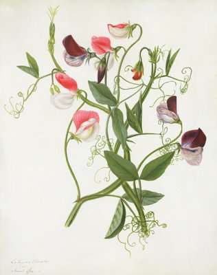 Lathyrus Odoratus مرحاض وغواش فوق ق